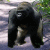 Great Gorilla